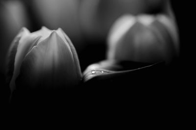 Close-up of flower against black background