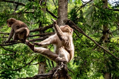 Squirrel on tree in forest