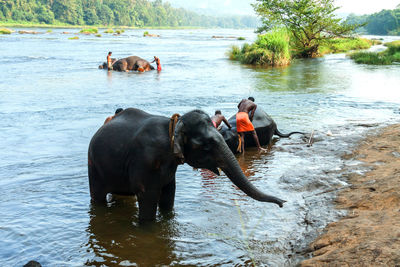 Men bathing elephants in river
