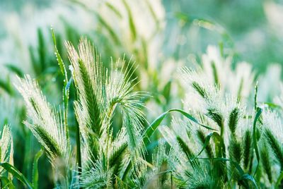 Close-up of fresh green plants