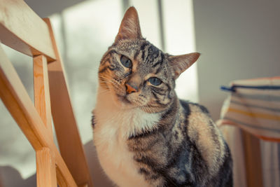 Close-up of a cat looking away