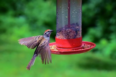 Close-up of sparrow on feeder