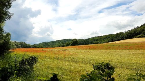 Scenic view of field against sky