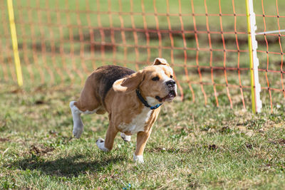 Dog on grassy field