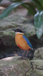 Close-up of bird perching on rock