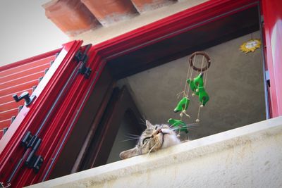 Low angle view of cat on house window