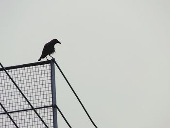 Low angle view of bird perching against clear sky