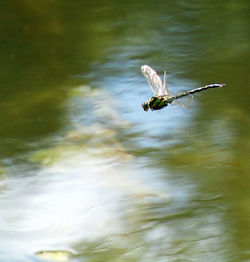 Bird flying over lake