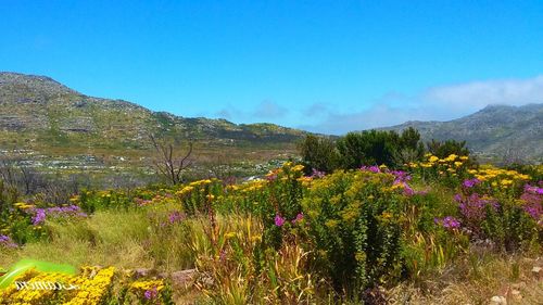 Scenic view of flowers growing against clear blue sky