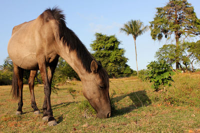 Brown horse grazing on field