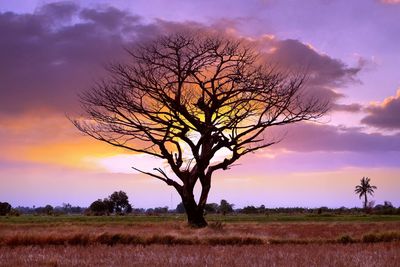 Silhouette bare tree on field against sky at sunset