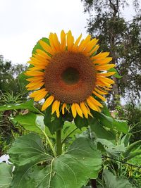 Close-up of sunflower