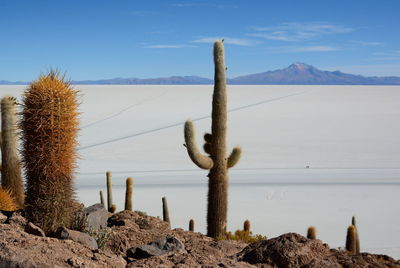 Panoramic view of cactus on desert against sky