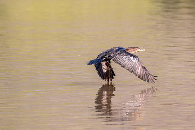 Cormorant flying over lake