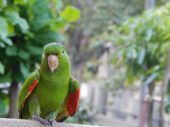 Close-up of parrot against trees