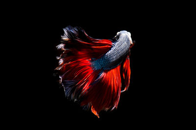 Close-up of bird against black background