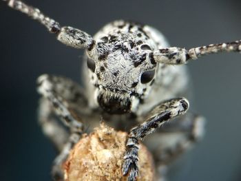 Close-up of spider