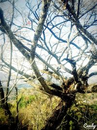 Bare trees against sky