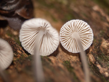 mushroom