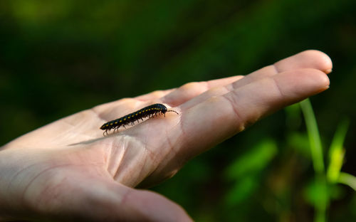 Cropped image of hand holding insect against blurred background