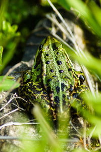 High angle view of frog on rock