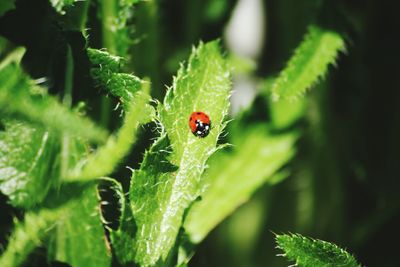 Close-up of ladybug on leaf