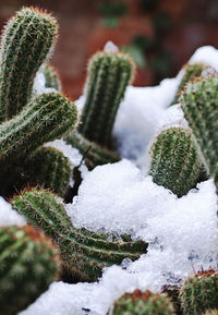 Close-up of frozen succulent plant during winter