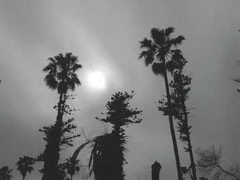 Low angle view of silhouette palm trees against sky