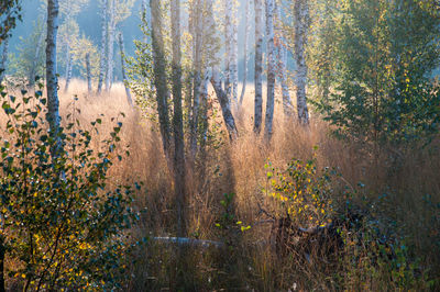 Pine trees in forest