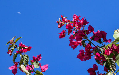 Low angle view of pink tree against clear blue sky