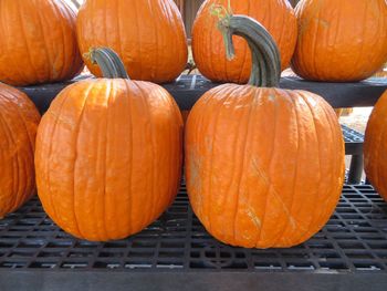 Close-up of pumpkin pumpkins