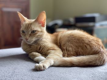 Close-up of cat lying on floor at home