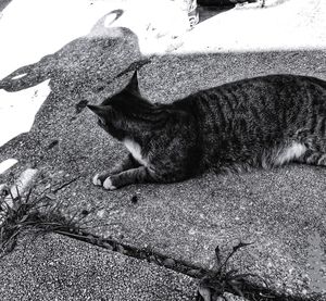High angle view of cat resting outdoors