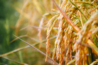 Close-up of wheat growing on field