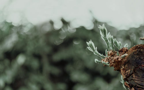 Close-up of plant against blurred background