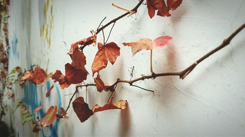 Close-up of plant during autumn