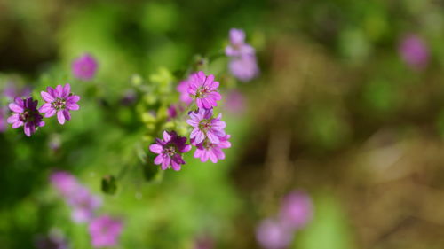 Close-up of pink flowering plant