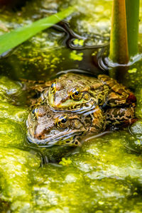 Pool frogs mating in water in natural habitat. pelophylax lessonae. european frog. 