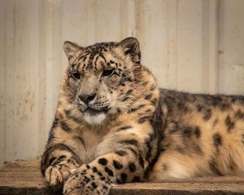 Cat lying in a zoo