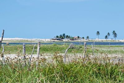 Scenic view of field against clear sky