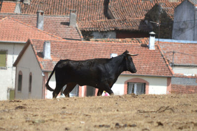 Black cow in a village