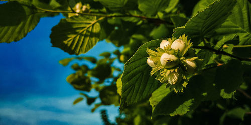 Close-up of flowering plant against tree