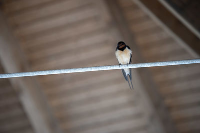 Low angle view of bird perching on railing