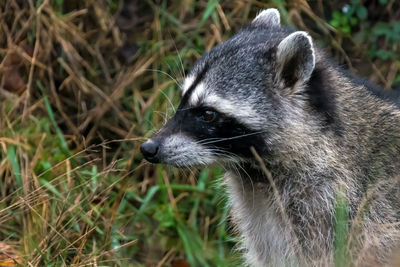 Close-up of an animal lying on grass