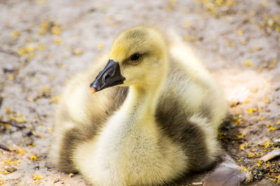 Close-up of young bird