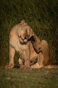 Lioness sits on grass scratching behind ear