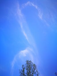 Low angle view of tree against blue sky