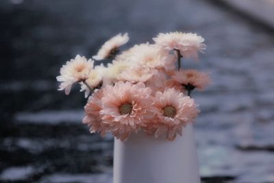 Close-up of white flowers in vase