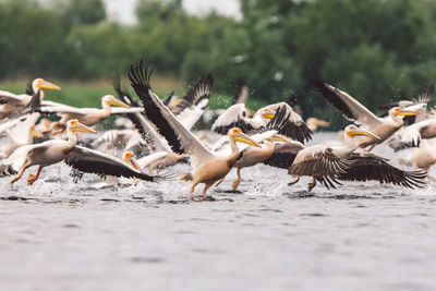 Pelicans on a lake