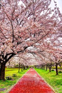 Cherry blossoms in spring